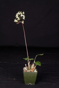 Oeceoclades Oecl.] petiolata Huntington's Sweet Pea CBR - plant
